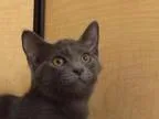 Adopt Gus  Canton PetSmart Habitat on Michigan Ave a Domestic Sh