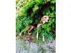 Treeing Walker Coonhound DOG FOR ADOPTION RGADN-322153 - Toby hw