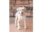 Adopt Kasper a White Schnauzer (Miniature)  Mixed dog in Chandle