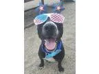 Unknown-Labrador Retriever Mix DOG FOR ADOPTION RGADN-220997 - N