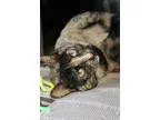 Adopt Katt a Tortoiseshell Domestic Shorthair (short coat) cat i