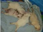 bunnies!