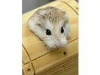 Adopt Fluffy a Hamster small animal in Novato CA (16825613)