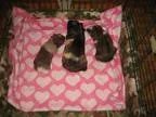 Adopt Queenie Ragina and Tonya a Guinea Pig