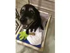 Adopt Molly a Black - with Gray or Silver Labrador Retriever  Mi