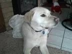 Labmaraner DOG FOR ADOPTION RGADN-131557 - Charmin Urgent Foster