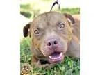 American Pit Bull Terrier DOG FOR ADOPTION RGADN-327473 - Coach 