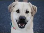 Unknown-Great Pyrenees Mix DOG FOR ADOPTION RGADN-177207 - Byron