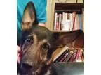 German Shepherd Dog DOG FOR ADOPTION RGADN-322746 - Micah - Germ