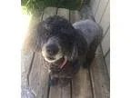 Poodle (Miniature) DOG FOR ADOPTION RGADN-243436 - Scarlett with