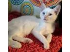 Adopt Micheles Flame a White Domestic Shorthair (short coat) cat