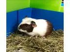 Adopt Lemon a Guinea Pig small animal in Mipiltas CA (16843945)