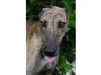 Greyhound DOG FOR ADOPTION RGADN-353948 - Fireball - Greyhound (