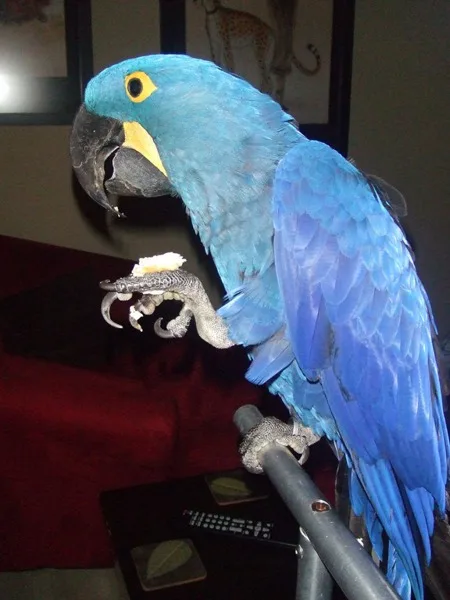 Super Calm Tempered Hyacinth Macaws Needing Homes