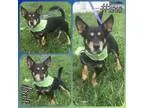 Doxie-Pin DOG FOR ADOPTION RGADN-351922 - Bolt- hw  - Miniature 