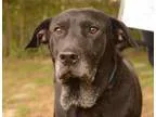 Adopt Archie a Black Labrador Retriever  Mixed dog in Media PA (