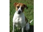 Unknown-Boxer Mix DOG FOR ADOPTION RGADN-250779 - Opie- hw  - Ho