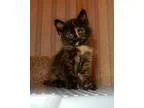 Adopt Ireland a Tortoiseshell