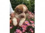 Adopt Clara s Puppy - Maddie a Chocolate Labrador Retriever