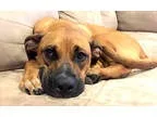 Boxer DOG FOR ADOPTION RGADN-350552 - Nayla - Boxer  Labrador Re