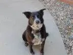 Adopt Jamie a Black - with Gray or Silver Labrador Retriever Bl