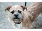 Adopt Teddy a TanYellowFawn - with White Terrier (Unknown Type