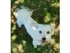 Unknown-Shih Tzu Mix DOG FOR ADOPTION RGADN-239022 - Edward - Po
