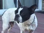 Adopt Molly a Black - with White Boston Terrier  Mixed dog in Ar