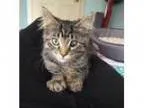 Adopt Spitfire and Mimi a Domestic Short Hair - gray and white T