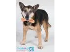 Adopt Behr a BrownChocolate - with Black German Shepherd Dog  Co