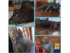 Adopt Sammy Girl a Gray Blue or Silver Tabby Russian Blue (short