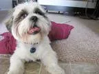 Shih Tzu DOG FOR ADOPTION RGADN-353611 - Hamlet - Shih Tzu Dog F