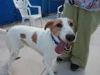 LOST DOG--DADDY--AUST. SHEPHERD/RETRIEVER MIX  BLACK /TAN