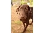 Adopt Jax a BrownChocolate Labrador Retriever  Mixed dog in Medi