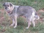 Adopt Weesee a Norwegian Elkhound Terrier
