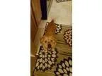 Norfolk Terrier DOG FOR ADOPTION RGADN-322733 - Wally- HW  - Nor
