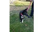 Karelian Bear Dog DOG FOR ADOPTION RGADN-349068 - Leighla - Kare