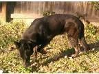 German Shepherd Dog DOG FOR ADOPTION RGADN-345556 - Stewart - Ge