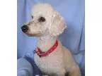 Poodle (Miniature) DOG FOR ADOPTION RGADN-107752 - SugarPlum - P