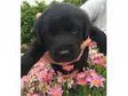 Adopt Clara s Puppy - Lily a Black Labrador Retriever