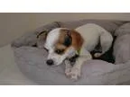 Vanna - Female Chihuahua Mix