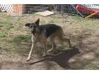 German Shepherd Dog DOG FOR ADOPTION RGADN-32453 - PHEONIX - Ger
