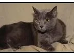 Adopt Church a Domestic Short Hair