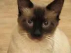 Adopt Blu a Balinese Siamese