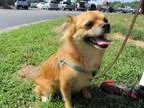 Adopt Puppy a Pekingese