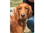 AC UNIT REPAIRS honest and reliable ONLY 45.00 Diagnosis