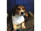 Beagle DOG FOR ADOPTION RGADN-274896 - Nadia - Beagle (long coat