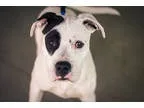 American Pit Bull Terrier DOG FOR ADOPTION RGADN-333295 - Petey 
