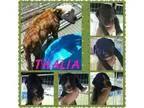 Adopt Thalia and Puppies a American Staffordshire Terrier Pit Bu