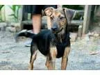 Adopt ShepherdHound Puppy a Shepherd